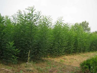 刺槐花和國槐花可以吃嗎？