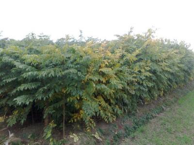 欒樹和黃山欒樹二者有什么區(qū)別？