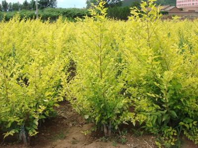 金葉榆小苗的價格是多少？