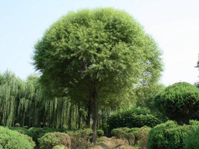 饅頭柳和旱柳二者有什么區(qū)別？