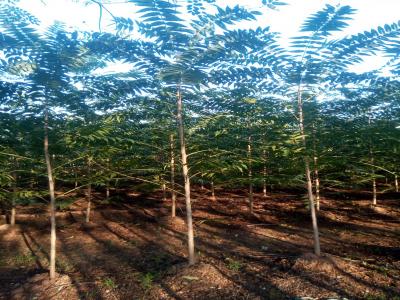 香椿和紅香椿二者有什么區(qū)別？