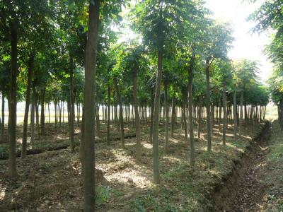 黃山欒樹的產(chǎn)地是哪里？