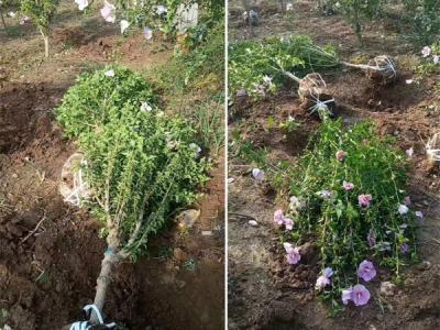 木槿花該如何種植及養(yǎng)護？