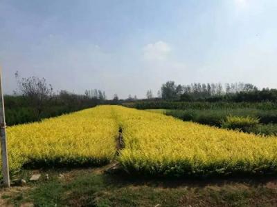 金葉女貞球和金森女貞球二者有什么明顯區(qū)別？