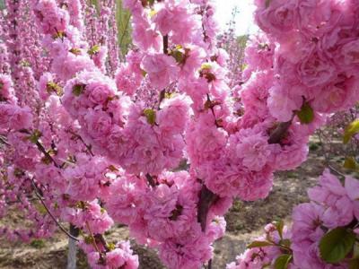 榆葉梅球是灌木品種還是喬木品種？