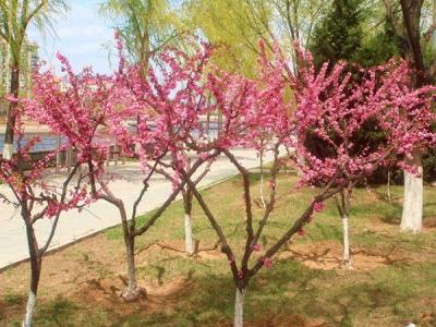 山桃應該什么時候播種？