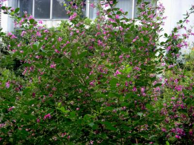 胡枝子的別名和花語分別是什么？