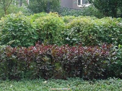 紫葉矮櫻可以耐寒多少度？