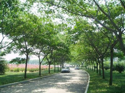 合歡樹的風(fēng)水禁忌，不應(yīng)該種植于什么樣的地區(qū)