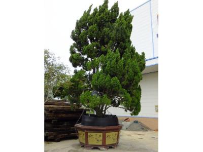 家有龍柏盆景對(duì)家風(fēng)水好嗎？