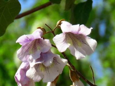 泡桐可以種植于自家的院子里嗎？