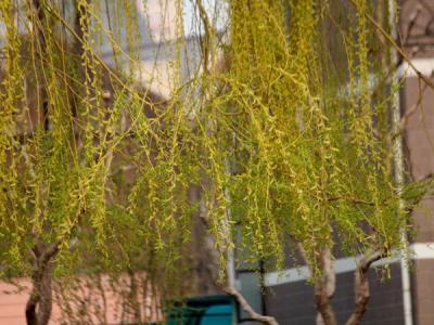 金絲垂柳和垂柳的相同之處和不同之處有哪些？