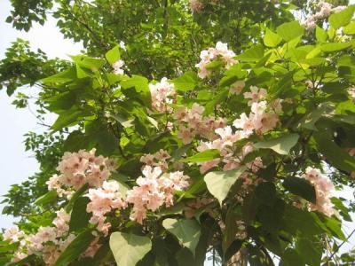 泡桐怎么樣才可以種好？