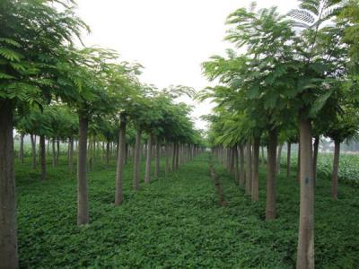 合歡樹小苗應(yīng)該在哪里購買？