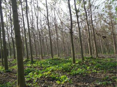 泡桐價(jià)值體現(xiàn)在哪些方面？