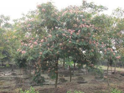 為什么稱合歡樹為鬼拍手？