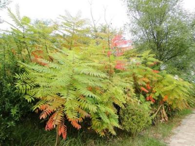 臭椿為什么可以被稱為百樹之王？