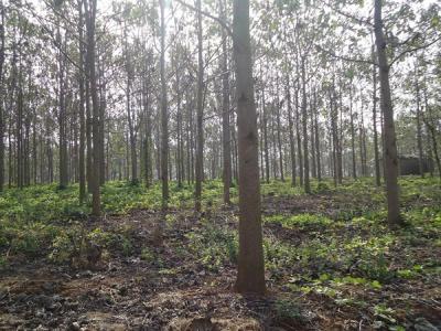 泡桐木到底有沒(méi)有毒性？