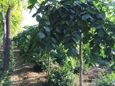 大葉垂榆小苗應(yīng)該去哪里購買？