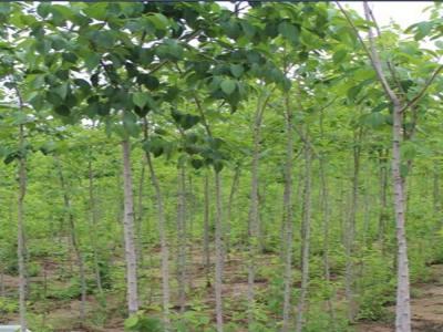 30年的杜仲樹價格是多少？