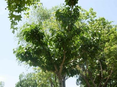 杜仲樹的象征意義是什么？