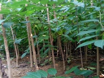 杜仲樹可以在哪兒種？