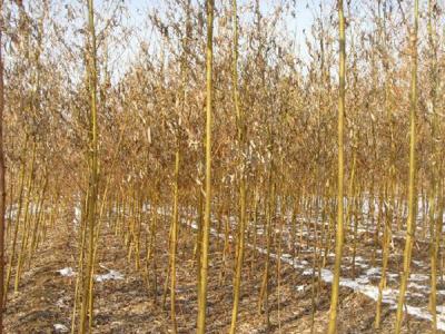 青皮柳黃皮柳有什么區(qū)別？