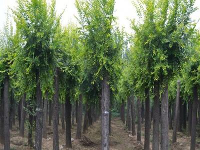 榆樹應(yīng)該種植在哪個(gè)方位？