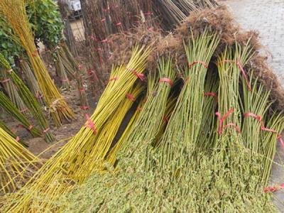 黃皮柳小苗的價格是多少？