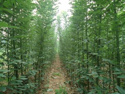 香花槐和刺槐有什么區(qū)別？