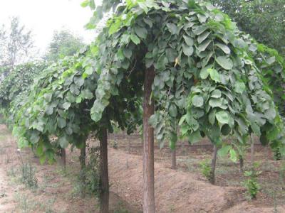 大葉垂榆是龍爪槐嗎？