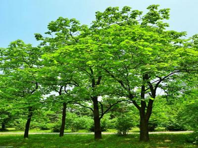 梓樹(shù)小苗去哪兒購(gòu)買？