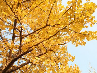 銀杏樹(shù)可以長(zhǎng)多高，可以長(zhǎng)多寬？