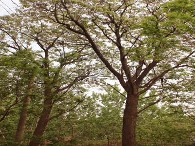 楸樹有什么園林價值，有什么作用