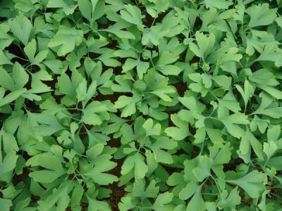 銀杏樹小苗去哪買，怎么買