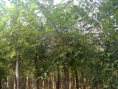 嫁接香花槐小苗可以去哪兒買(mǎi)？