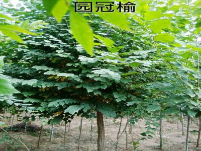 圓冠榆受歡迎的原因是什么，有什么特征？