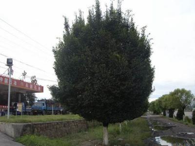 圓冠榆葉片脫落什么原因，怎么辦