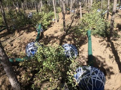 圓冠榆葉片發(fā)黃的原因，怎么解決