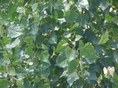 毛白楊在我國受歡迎的原因是什么，優(yōu)點(diǎn)有哪些？