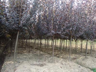 紅葉李有什么特點(diǎn),可以長到多高