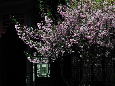 西府海棠的規(guī)格，尺寸以及價(jià)格最新報(bào)表