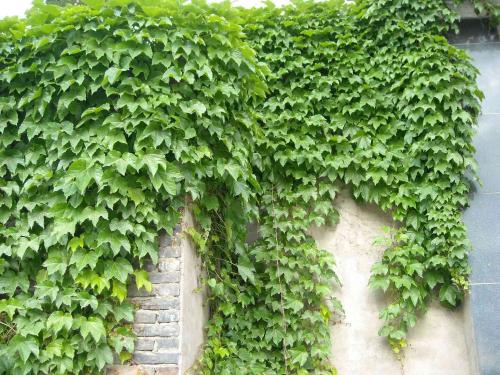 爬山虎 爬山虎