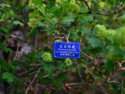 天目瓊花這味藥藥效如何體現(xiàn) ？