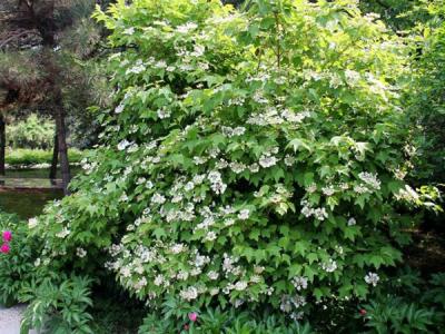 應(yīng)該如何區(qū)別天目瓊花以及瓊花 ？