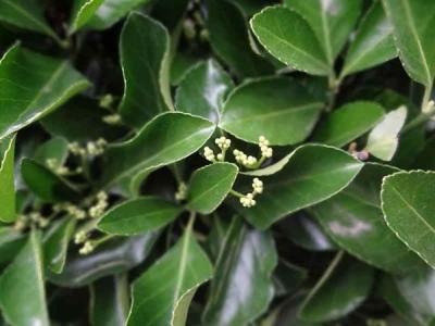 大葉黃楊是冬青嗎？