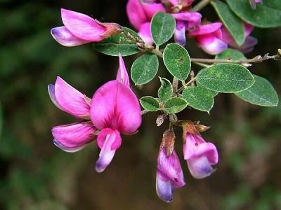 胡枝子的花語是什么？