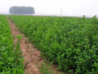 大葉黃楊不能在家里種，有什么原因 ？