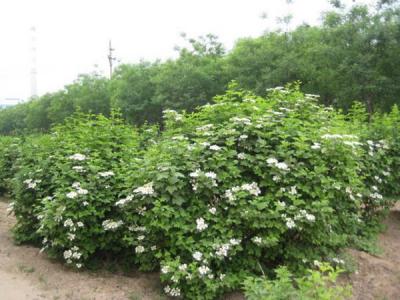 天目瓊花小苗可以去哪兒買(mǎi) ？