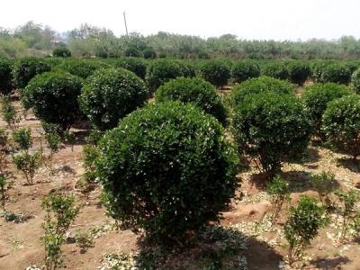 大葉黃楊小苗應(yīng)該去哪里購買比較好 ？